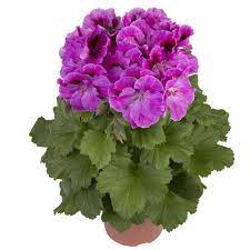 Pin On Pelargonium Grandiflorum Varieties
