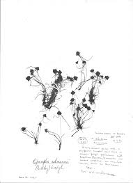 Image result for Lipocarpha rehmannii