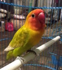 Lovebird ini sering disebut dengan lovebird pasvio ini merupakan keturunan dari lovebird list harga jual grosir macam jenis burung ig : Perbedaan Lovebird Pasjo Dan Paskun
