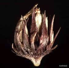 Image result for Cenchrus trisetus