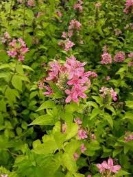 Image result for Ruspolia seticalyx