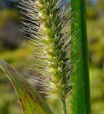 Image result for Setaria parviflora