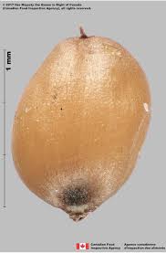 Image result for Cenchrus unisetus