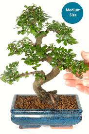 Wayfair.com has been visited by 1m+ users in the past month Mid Sized Chinese Elm Bonsai Tree For Beginners With Phenomenal S Shaped Trunk