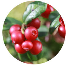 Biohealth Italia Cranberry Cranberry extract fruit lingonberry, cranberry, blueberry, pink peppercorn, bead png. biohealth italia cranberry