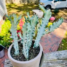 Image result for Euphorbia rubriflora
