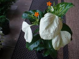 Image result for Mussaenda frondosa
