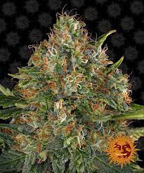 Consult a doctor before using cannabis for medical purposes. G13 Haze Regular Hanfsamen Von Barney S Farm Kaufen