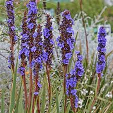 Image result for Aristea