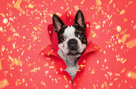 I consigli per festeggiare in sicurezza. Le 10 Foto Piu Belle Dei Cani Di Natale Amici Di Casa