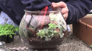 You should place the terrarium in a cool, bright room, avoiding direct sunlight, which risks glass magnifying the heat and scorching the fleshy leaves. How To Plant A Glass Jar Terrarium Youtube