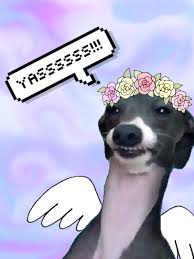 His owner has dated internet celebrities like julien solomita and max weisz. Kermit Is My Fucking Spirit Animal Image 3371290 On Favim Com