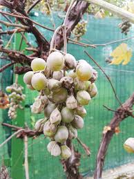 Image result for Metasphaeria diplodiella