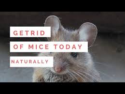 How to scare a mouse out of hiding in your house 6 Natural Mice Repellent How To Use Peppermint Essential Oil To Repel Mice From Your Home