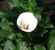 Image result for Zantedeschia aethiopica