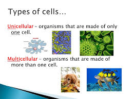 We did not find results for: Cells Lessons Blendspace