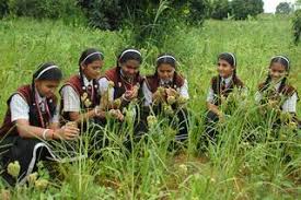 Dutch team spent 5 years studying India, offers tech for pesticide-free  food production - The Hindu