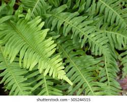 Image result for Polypodiaceae