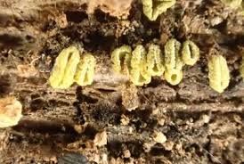 Image result for Chlorosplenium chlora