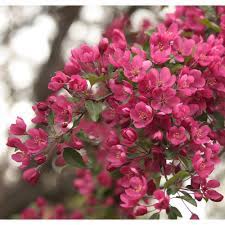 Most standard trees are only delivered bareroot, during the winter planting most varieties of malus sylvestris are useful for people with domestic apple trees, because they have such a long flowering period that they will. Online Orchards Prairie Fire Flowering Crabapple Tree Bare Root Flca002 The Home Depot