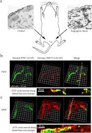 This device utilizes automatic wave variation, minimizing the chance that pests become immune to the sound. Consensus Guidelines For The Use And Interpretation Of Angiogenesis Assays Springerlink