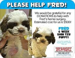 Maybe you would like to learn more about one of these? Davenport Ia Shih Tzu Meet Fred A Pet For Adoption