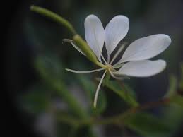 Image result for Cleome aculeata