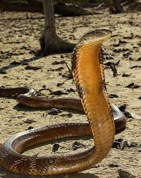 Pin By Darkkittee S Favorites On Snakes Venomous King Cobra Snake Reptile Snakes Reptiles And Amphibians