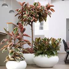 Ficus Tineke Variegated Rubber Plant