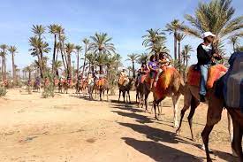 This amazing oasis was planted in. Marrakech Palm Grove Camel Ride With Tea Break Morocco Tours