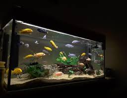 Routine Aquarium Maintenance