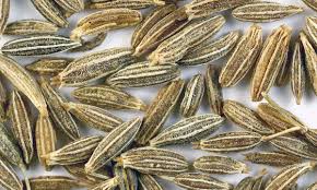 /ˈkuːmɪn/, or /ˈkʌmɪn/) (cuminum cyminum) is a flowering plant in the family apiaceae, native to a territory including the middle east and stretching east to india. Cumin Seed En