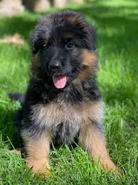 Beautiful coats, disposition, and conformation. German Shepherd Puppy German Shepherd Puppies American German Shepherd German Shepherd