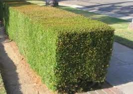 Maybe you would like to learn more about one of these? Best Shrubs And Hedges For Desert Climates Hedges Landscaping Hedges Small Gardens