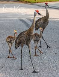 Sandhill Family Walk Ronald Kotinsky Animal Antics Animals Bird