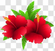 You were redirected here from the unofficial page: Hibiscus Flower Drawing Watercolor Painting Flowers Transparent Png