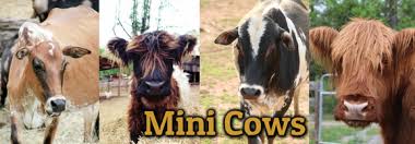 Choose from variety of small pets for sale. Miniature Zebu Cows Mini Fluffy Cows For Sale Paradise Valley Farm