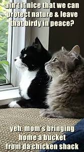 Ain T It Nice Kittens Funny Cat And Dog Memes Cat Quotes Funny