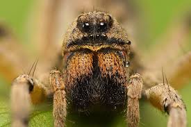 Apollox pest control will remove wolf spiders from your home quickly, efficiently, and safely. All About Wolf Spiders Environmental Pest Management