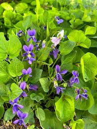 Image result for Viola abyssinica