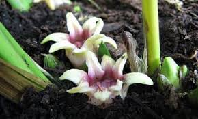 Image result for Aspidistra