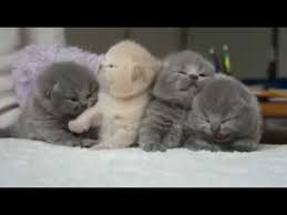 Hai guys, saksikan video anak kucing lucu lagi manja hanya di channel ini ya stay save and keep healty everyone jangan lupa. Anak Kucing Comel Baru Bangun Tidur Youtube