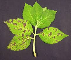 Image result for Cercospora hydrangea