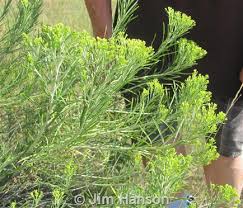 Image result for Eriosema nutans