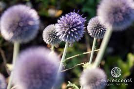 Burdock oil is currently used in. What Is Burdock Root Everescents