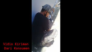 Streaming xian wang de richang shenghuo anime series in hd quality. Vidio Kiriman Dari Konsumen Youtube