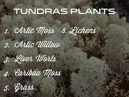 Biome Tundra Project By Jose Torres