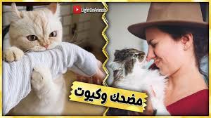 فيديو مضحك للاطفال مع القطط لم يسبق له مثيل الصور Tier3 Xyz