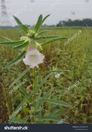 Image result for Pedaliaceae
