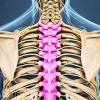 Costae) are long, flat, curved bones that form the rib cage. 1
